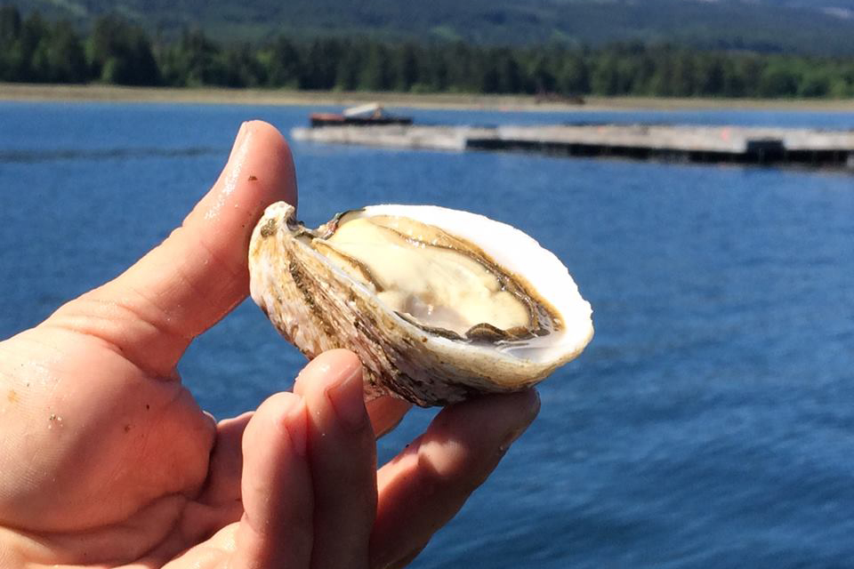 Taylor is your Oyster!